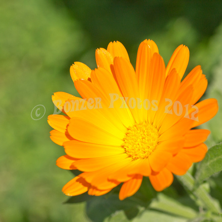 Common Marigold - Calendula