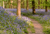 Bluebells in my secret wood